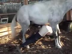 The horse shoved his enormous cock into her ass.